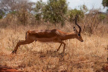 Antelope in the savannah of Africa