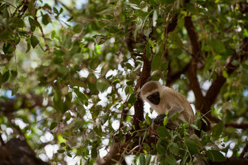 meerkat family in front of burrow