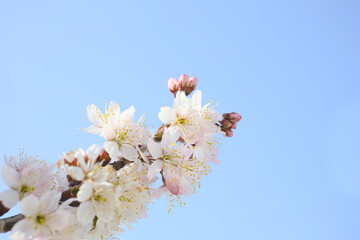 soft pink blooming cherry tree, floral spring background