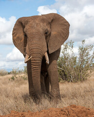 Fototapeta na wymiar big elephant in the savannah of Africa