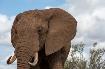 Fototapeta premium big elephant in the savannah of Africa