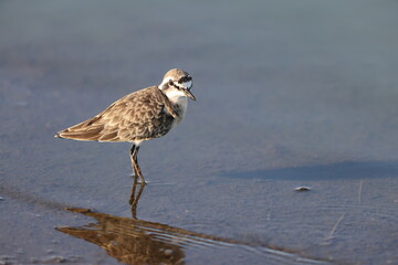 Kittlitz's plover (Anarhynchus pecuarius) is a small shorebird. This photo was taken in Kruger National Park, South Africa.