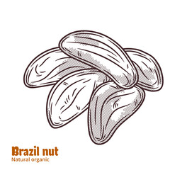 Vector brazil nut illustration