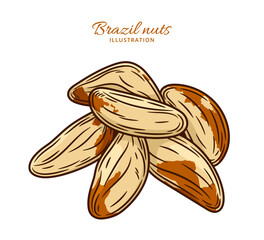 Vector brazil nut colorful illustration