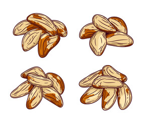 Vector brazil nuts colorful illustrations