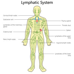 Lymphatic system structure diagram hand drawn schematic raster illustration. Medical science educational illustration
