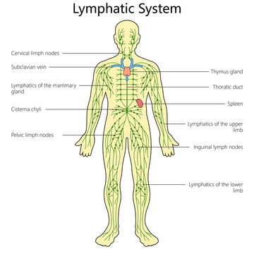 Lymphatic system structure diagram hand drawn schematic raster illustration. Medical science educational illustration