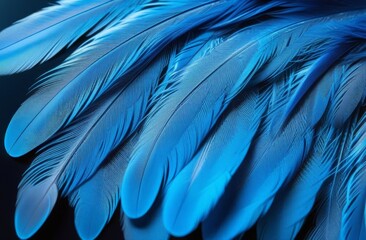 blue feathers