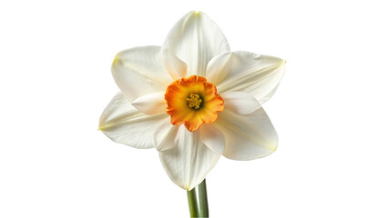 Narcissus flower. isolated on transparent background.