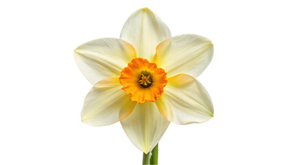 Obraz na płótnie Canvas Narcissus flower. isolated on transparent background.