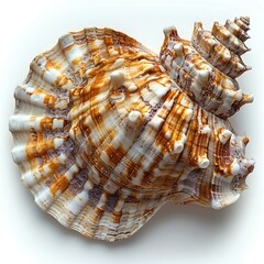 Obraz premium Seashell isolated on white background with shadow. Sea shell isolated. Salt water shell on white background