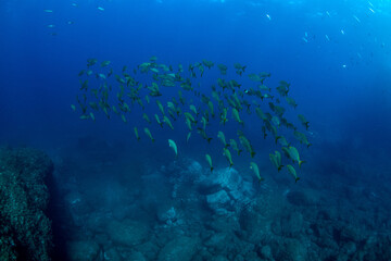 Underwater Shot of a School of Salema Fish, Tenerife