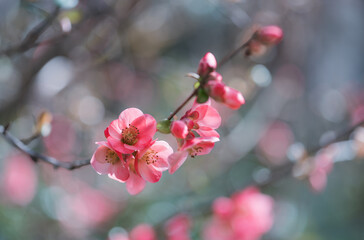 Chaenomeles japonica, called the Japanese quince or Maule's quince pink blossom in spring - 761376044