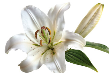 a white lily flower with yellow stamens and green leaves isolated on transparent background, png file