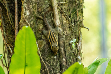 Himalayan striped squirrel eating in a tree