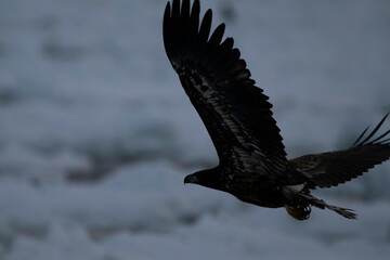 羅臼の日の出と野鳥