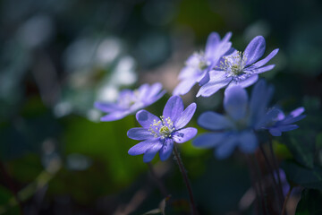 Anemone hepatica ( Hepatica nobilis ) in the forest, early spring. Blur effect with shallow depth of field