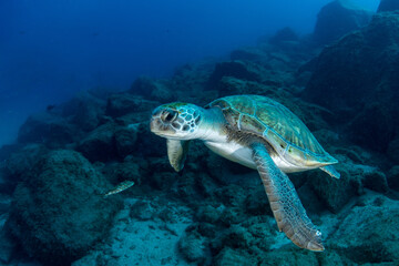 Green turtle (Chelonia mydas), Montana Amarilla in Tenerife, Canary Islands.