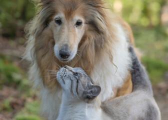 Snow bengal cat and collie dog close up portrait nose to nose