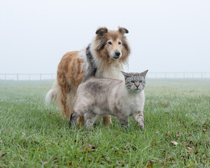 Cats and dogs together in the foggy field