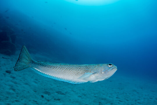 Close-up of greater weever (Trachinus draco) underwater, Tenerife