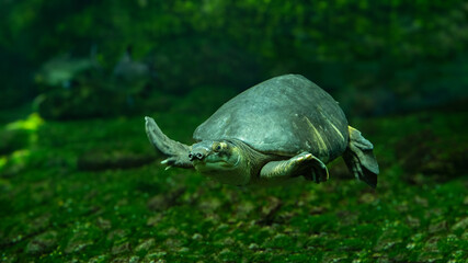 The pig-nosed turtle (Carettochelys insculpta), also known commonly as the Fly River turtle