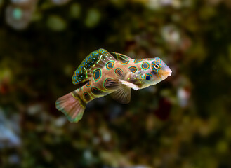  picturesque dragonet (Synchiropus picturatus) is a brightly colored member of the dragonet family...