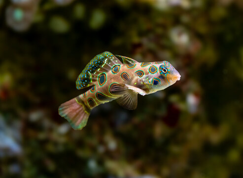  picturesque dragonet (Synchiropus picturatus) is a brightly colored member of the dragonet family native to the Indo-West Pacific