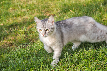 Naklejka na ściany i meble Young curious female cat on green grass background