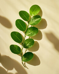 jojoba branch bent in the shape of circle, on light brown background сreated with Generative Ai