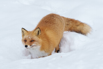 冬のモフモフ天使で可愛いキタキツネ（北海道）