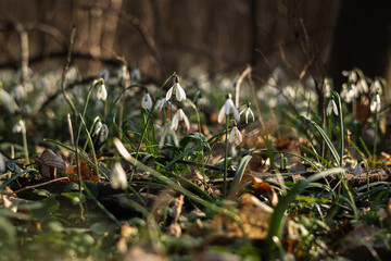 Śnieżyczka przebiśnieg w lesie. Pierwsze oznaki wiosny, białe wiosenne kwiatki, przebiśniegi. Leśne byliny galanthus nivalis.  © Anita