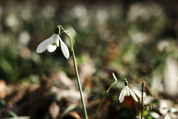 Śnieżyczka przebiśnieg w lesie. Pierwsze oznaki wiosny, białe wiosenne kwiatki, przebiśniegi. Leśne byliny galanthus nivalis.  © Anita