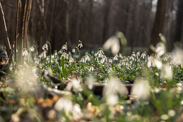 Śnieżyczka przebiśnieg w lesie. Pierwsze oznaki wiosny, białe wiosenne kwiatki, przebiśniegi. Leśne byliny galanthus nivalis.  © Anita