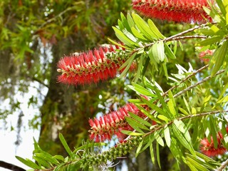 Crimson Bottlebrush Callistermon Citrinus Flower shrub tree