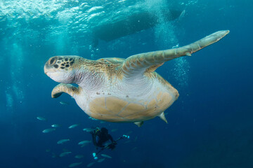 Obraz premium Green turtle (Chelonia mydas), Montana Amarilla in Tenerife, Canary Islands.