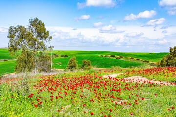 Flower carpet