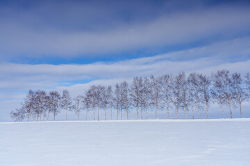 美瑛　雪原と白樺並木　真冬の絶景北海道観光