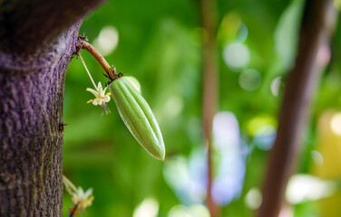 Raw small green cacao pods and cocoa flower. growing young cocoa fruit hanging on a tree cocoa