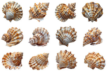 Seashell set PNG. Set of sea water shells PNG. Seashell PNG. Sea shell isolated. Salt water shell PNG.  Seashell top view PNG. Sea shell flat lay isolated