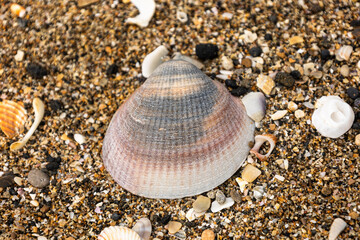 Shells on the beach of Agde, France © Isental-Foto.de