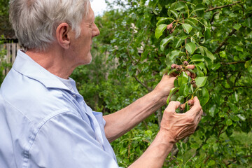 Elderly man with a gentle demeanor tenderly assesses the pear tree's foliage, his white shirt mirroring the softness of the gardens natural ligh