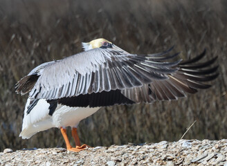 Synchronized Brown & White Pelicans