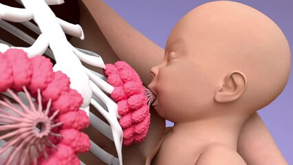 Breastfeeding, Woman feeding a baby, lactation process of producing and releasing milk from the mammary glands in breasts. 