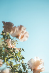 アンティークスイートピー