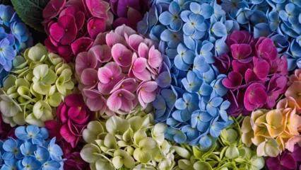 Gordijnen Beautiful colorful hydrangea flowers as background, top view © Next Gen