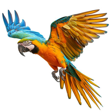 A scarlet macaw parrot flying isolated on transparent background