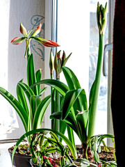amaryllis buds bloom in spring on the windowsill - 761390427
