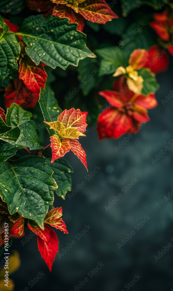 Wall mural Variegated poinsettia leaves with festive red and green colours, perfect for the holiday season.