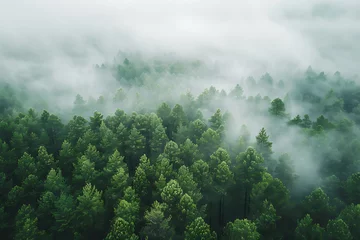 Fotobehang A captivating aerial view of a forest shrouded in fog, evoking a sense of mystery and tranquility in nature's embrace © River Girl